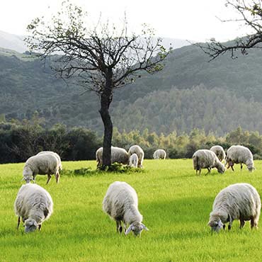 Hibernia Wool Carpets | San Diego, CA