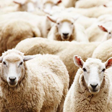 Glen Eden Wool Carpet | San Diego, CA